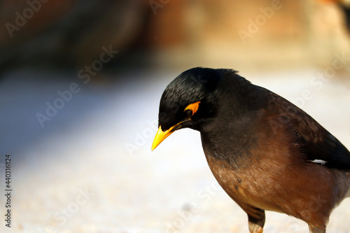 isolated closeup common myna sitting on wall