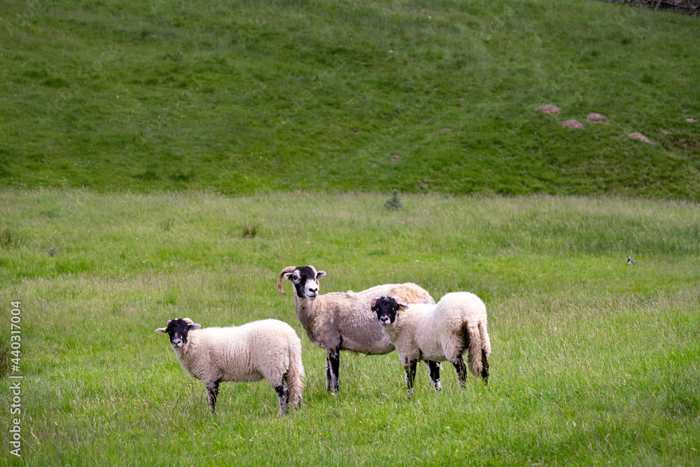 Three sheep with horns, white with a black face and black legs, in a green field, England Three sheep with horns, white with a black face and black legs, in a green field, England