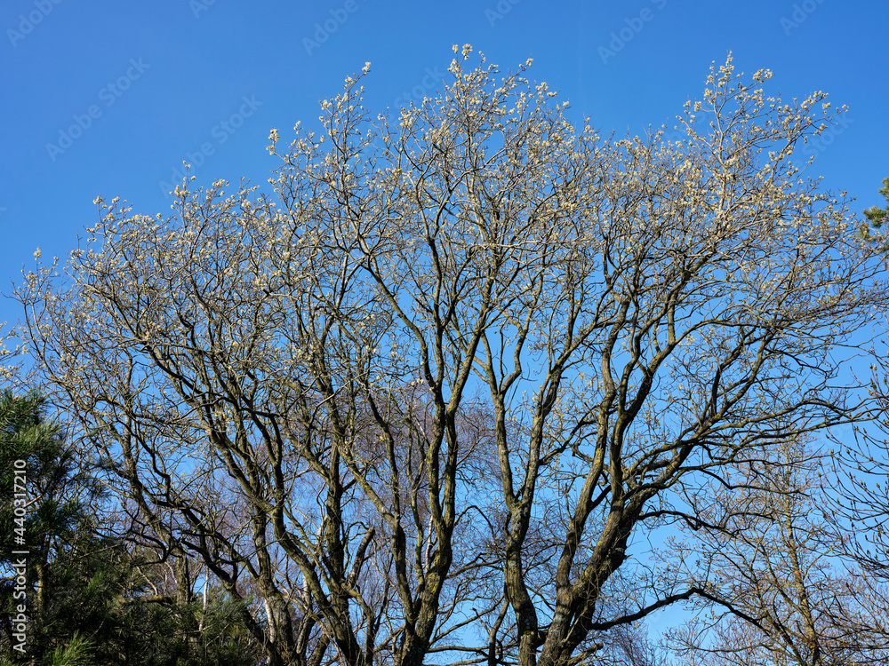 Under a bright, blue sky, a Willow tree in bloom on moorlands smallholding Under a bright, blue sky, a Willow tree in bloom on moorlands smallholding