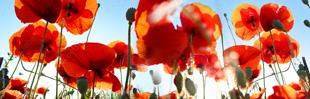 Red corn poppies - poppy at sunrise in the nature landscape  - obrazy, fototapety, plakaty 