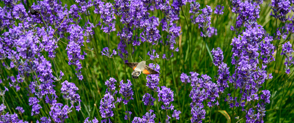Obraz premium Moth on flowers