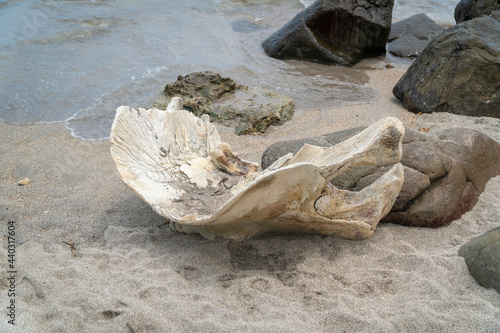 Skeleton from dolphin or whale at Lamalera, Nusa Tenggara, Indonesia. photo