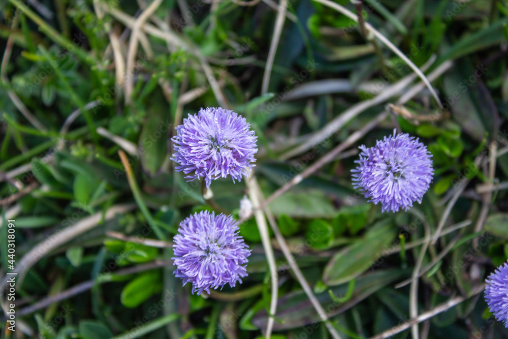 Obraz premium Magical forest climbing the highest Mountain