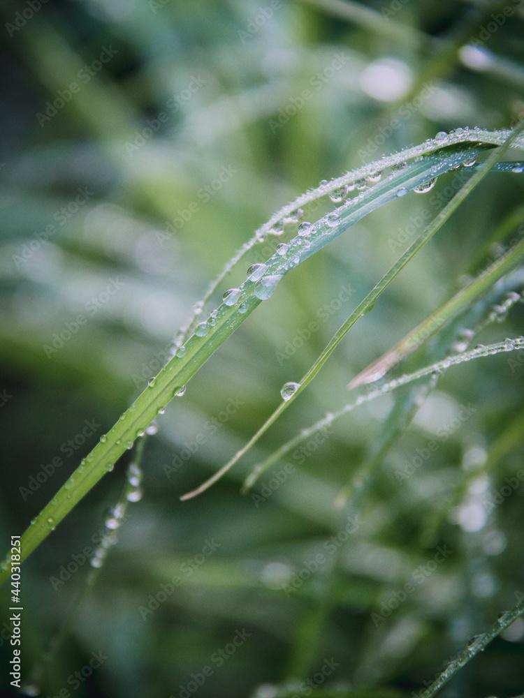 morning dew on a blade of grass morning dew on a blade of grass