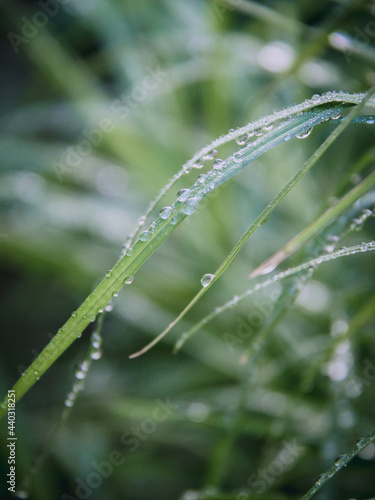 morning dew on a blade of grass