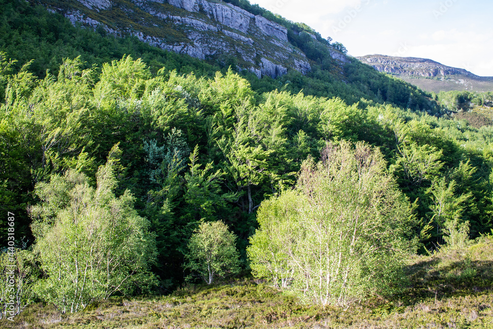 Fototapeta premium Magical forest climbing the highest Mountain