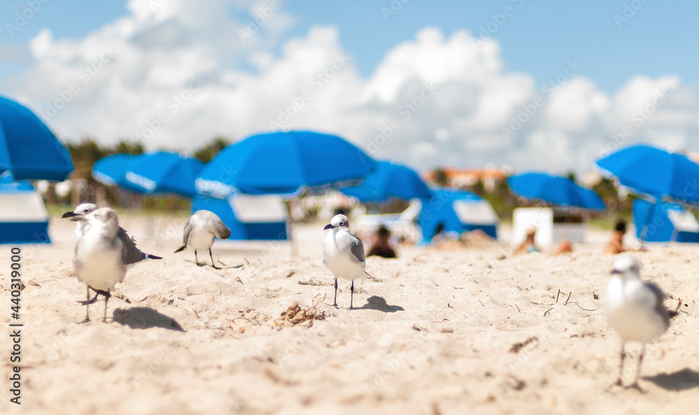 Obraz premium Gaviotas en la Playa