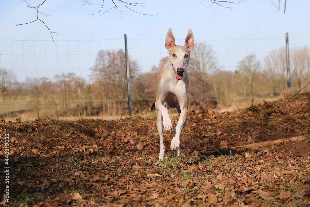 funny brown galgo is running on a field funny brown galgo is running on a field