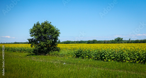 Sunflower field in Manitoba Canada