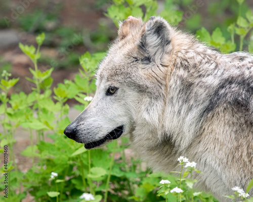 Mexican Gray Wolf Portrait photo