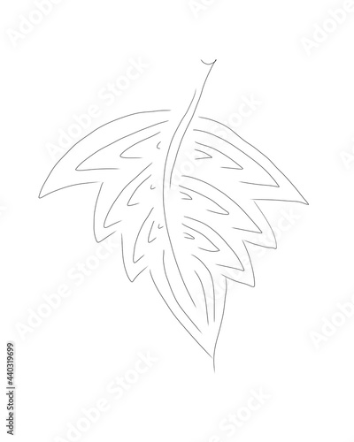 leaf of a tree