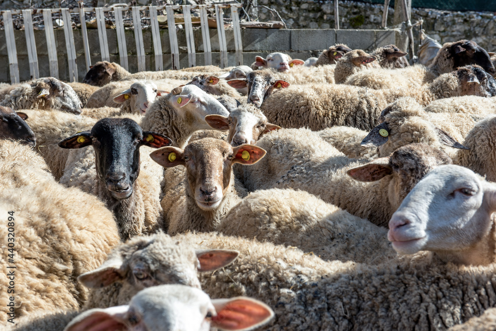 Fototapeta premium Group of curious sheep look towards the photographer