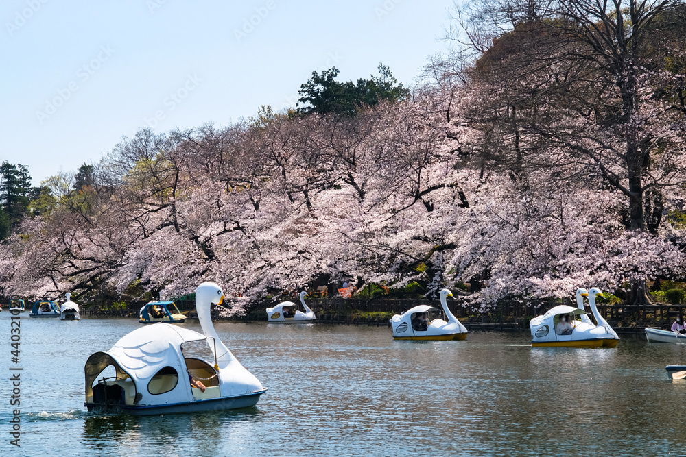 Fototapeta premium 東京都 春の井の頭恩賜公園 桜の咲く井の頭池
