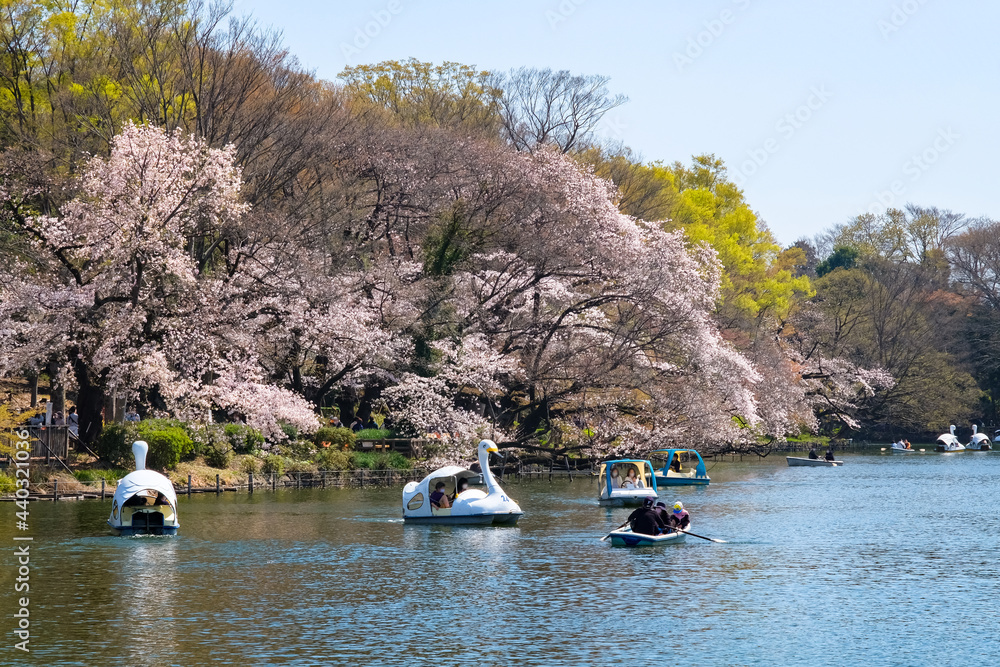 東京都 春の井の頭恩賜公園 桜の咲く井の頭池