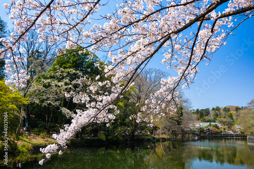 東京都 春の井の頭恩賜公園 桜と井の頭池