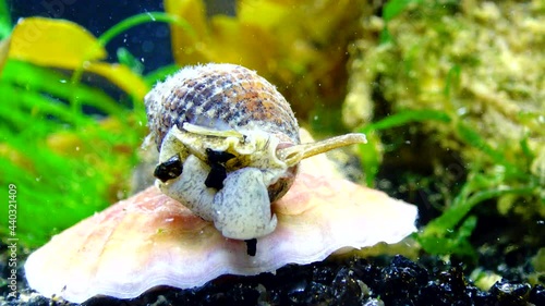 Gastropods mollusc netted dog whelk (Tritia reticulata), close up. Black Sea. photo