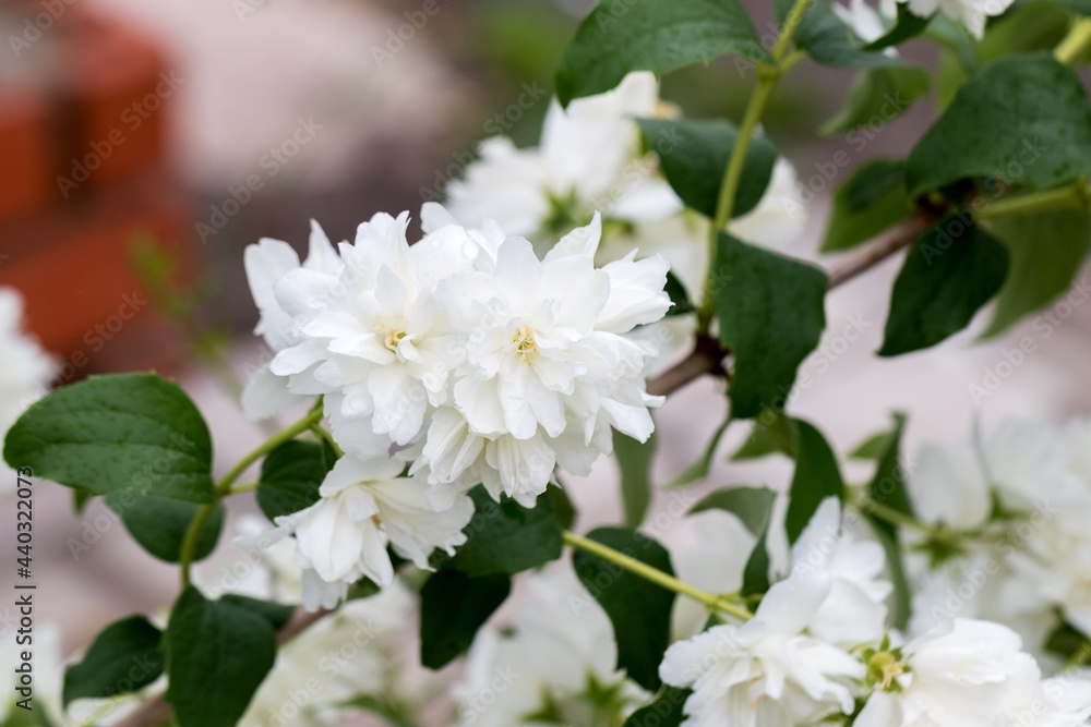 Beautiful white jasmine blossom, selective focus. Background with flowering jasmin bush. Inspirational natural floral spring blooming garden or park. Flower art design. Aromatherapy concept. Beautiful white jasmine blossom, selective focus. Background with flowering jasmin bush. Inspirational natural floral spring blooming garden or park. Flower art design. Aromatherapy concept.