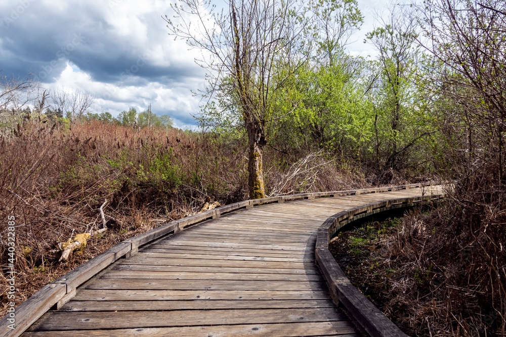 Obraz premium curved boardwalk in a marshland on a cloudy, overcast day in the pacific northwest