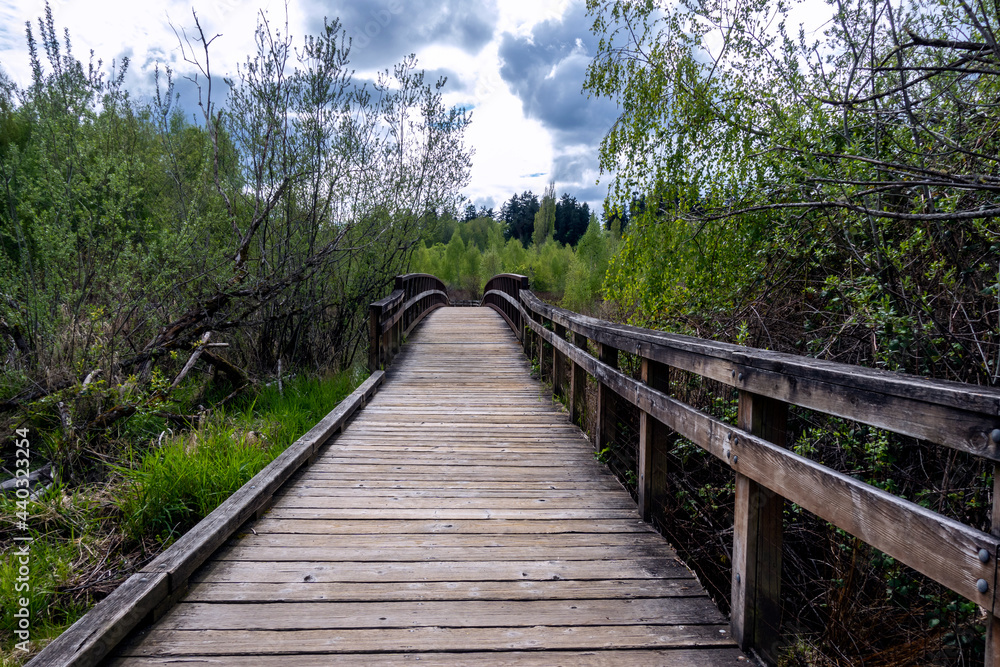 view of a wooden bridge in a swamp marshland on an overcast day in the pacific northwest