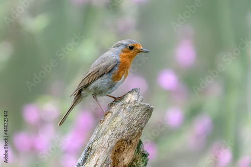 European Robin (Erithacus rubecula) on a branch in the forest of Overijssel in the Netherlands. Pink flowers in the background. 