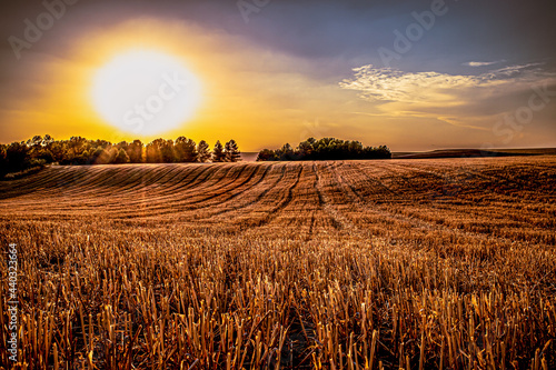 Fields of straw photo