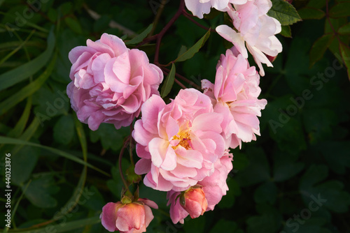 coral pink musk rose "Cornelia" blooming flowers and small buds on green leaves background
