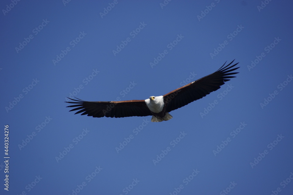 Fototapeta premium Hunting African fish eagle (Haliaeetus vocifer) in Botswana (Botsuana). African osprey. Okavango Delta. Flying.