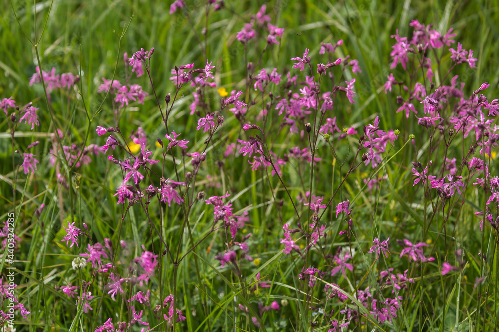 Kuckukscklee auf Wiese.