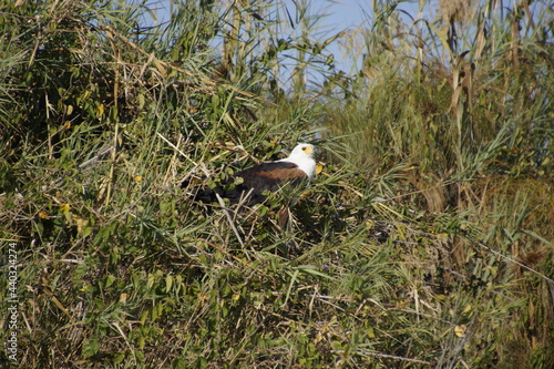 Hunting African fish eagle (Haliaeetus vocifer) in Botswana (Botsuana). African osprey. Okavango Delta. Flying.