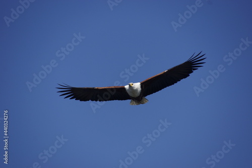 Hunting African fish eagle (Haliaeetus vocifer) in Botswana (Botsuana). African osprey. Okavango Delta. Flying.