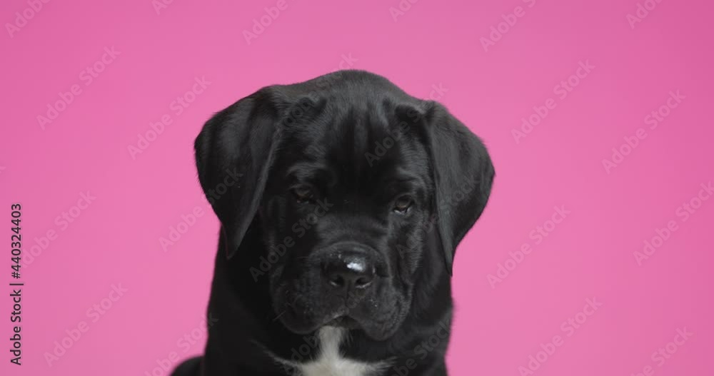 cute cane corso dog sniffing around and sitting against purple background