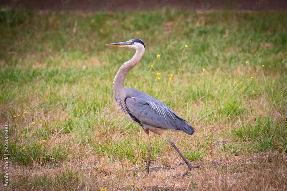 Fototapeta premium Grey Heron