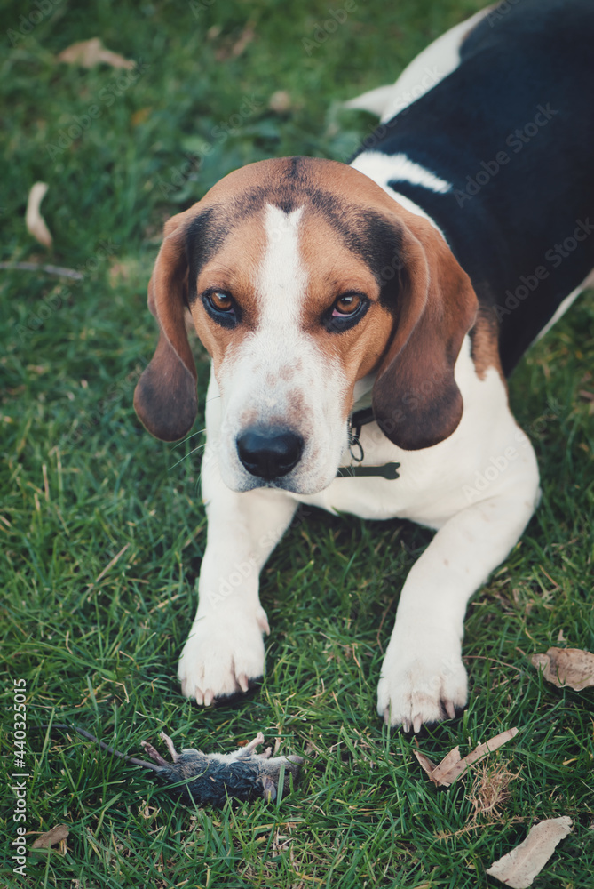 Vertical shot of a beagle lying on the lawn with a dead mouse in front