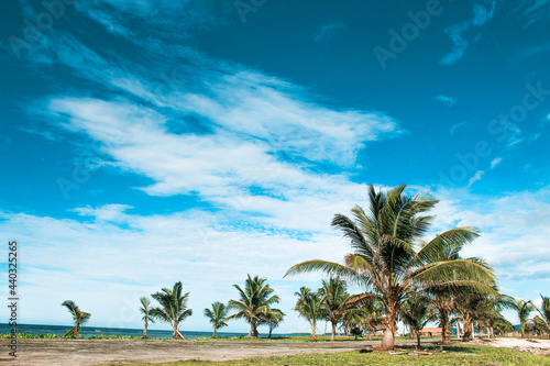 Hermosas palmeras de la comunidad indígena de panamá, Gunayala photo