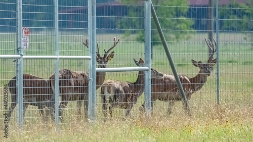 Two bucks along with two does graze by the fence of a Texas ranch
