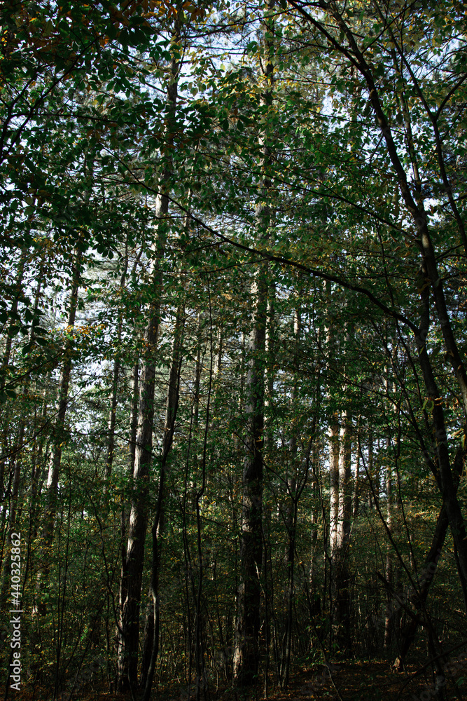 A picturesque path in the forest thicket. Summer landscape. A picturesque path in the forest thicket. Summer landscape.
