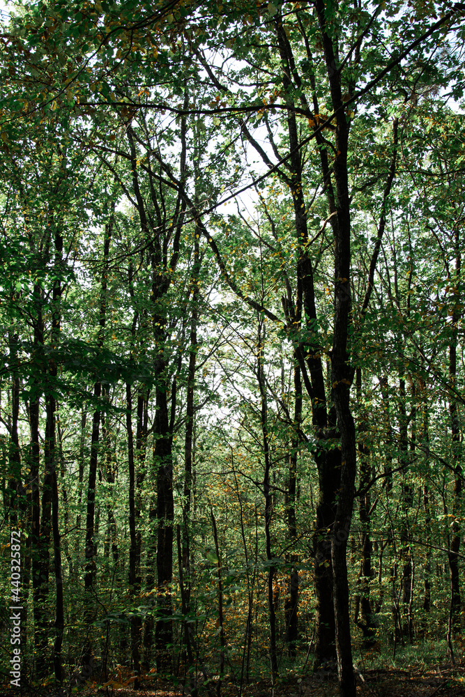 A picturesque path in the forest thicket. Summer landscape. A picturesque path in the forest thicket. Summer landscape.