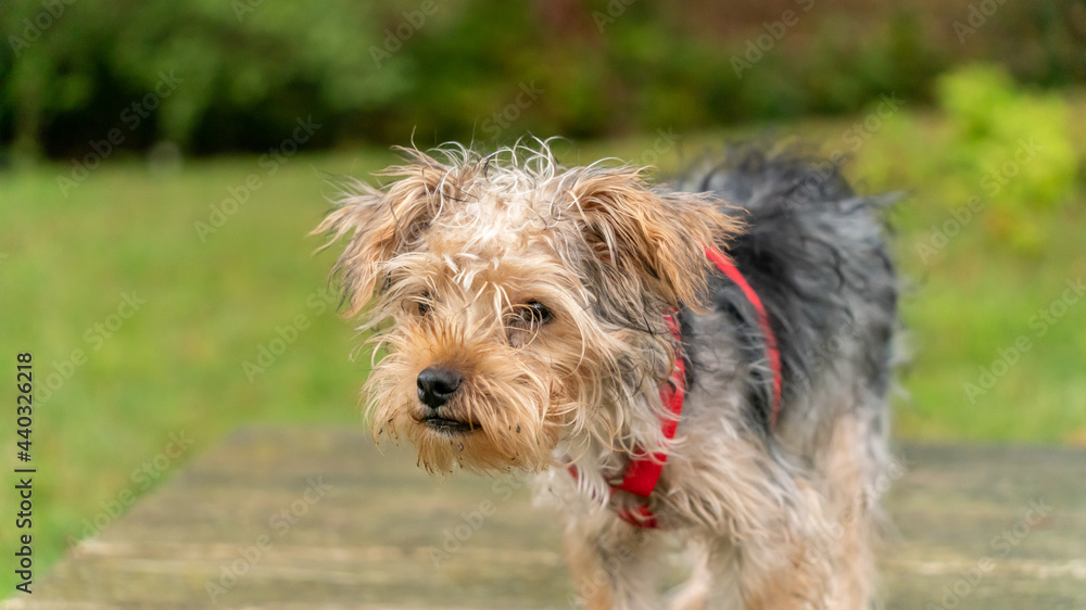 Young male Yorkshire terrier portrait