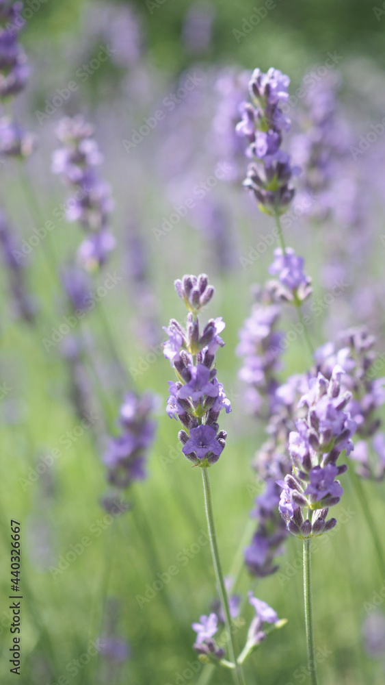 Lavender flowers in Japan. Lavender flowers blooming which have purple color and good fragrant for relaxing in summer season. Blooming Lavender at Furano North side of Hokkaido Japan. Lavender flowers in Japan. Lavender flowers blooming which have purple color and good fragrant for relaxing in summer season. Blooming Lavender at Furano North side of Hokkaido Japan.