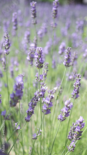 Lavender flowers in Japan. Lavender flowers blooming which have purple color and good fragrant for relaxing in summer season. Blooming Lavender at Furano North side of Hokkaido Japan. © gnepphoto
