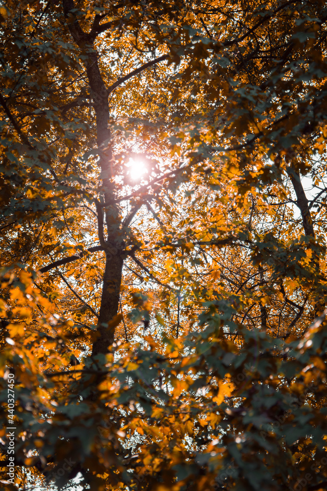Autumn landscape. Rest in the autumn forest. Trees with foliage. Autumn landscape. Rest in the autumn forest. Trees with foliage.