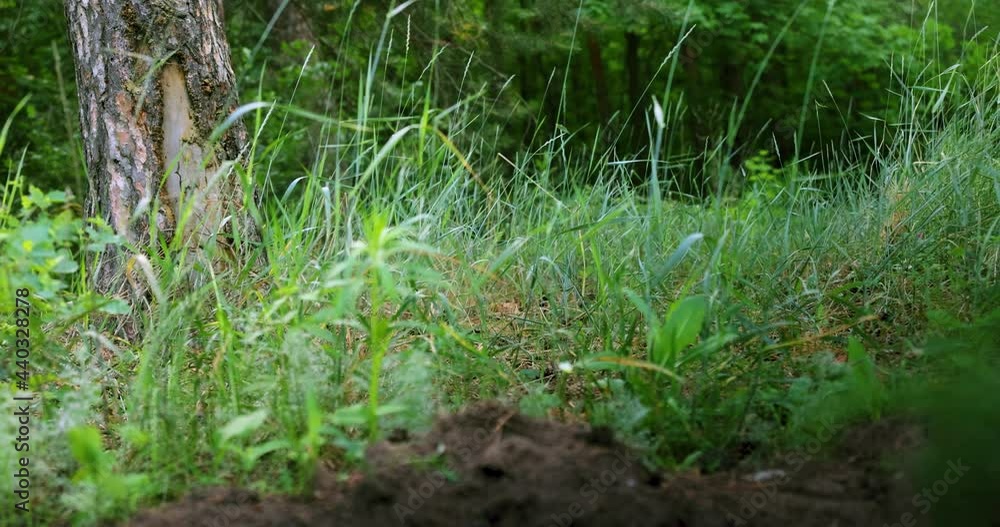 The grass rustles in the pine forest The grass rustles in the pine forest