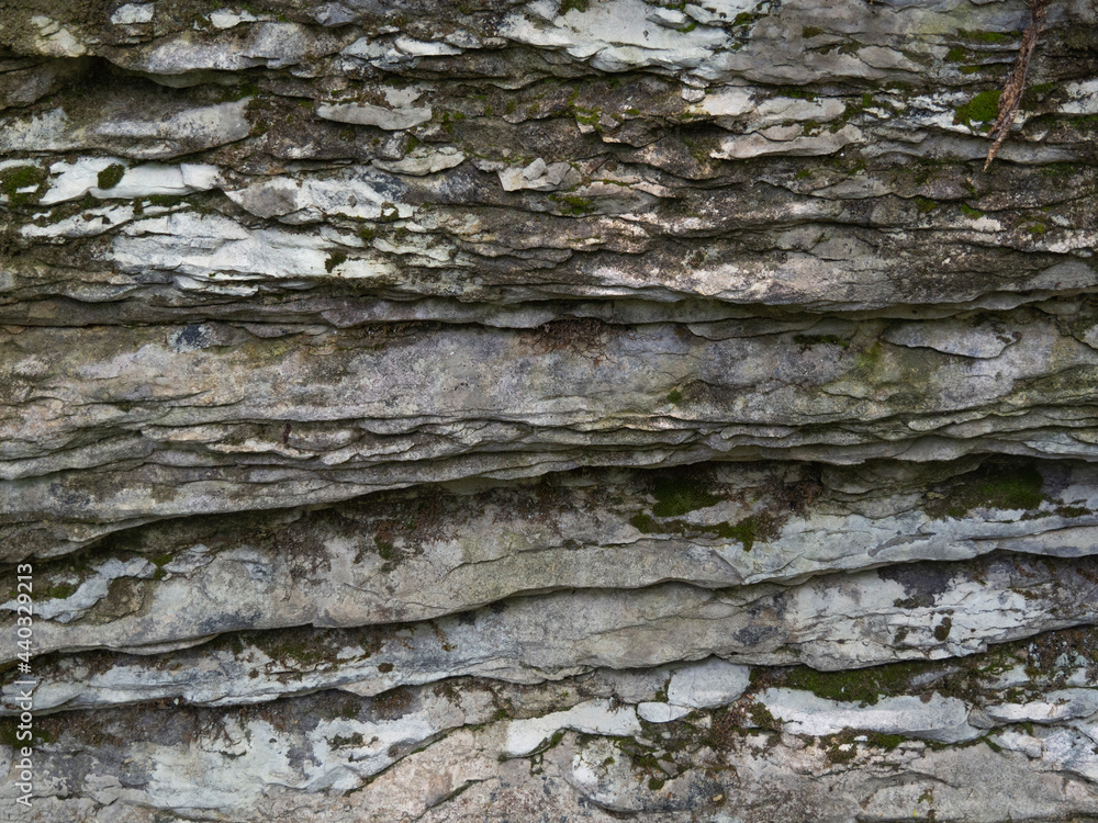 A primitive, prehistoric texture. Detailed moss background on gray textured rock. A primitive, prehistoric texture. Detailed moss background on gray textured rock.