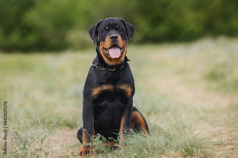 dog puppy rottweiler in nature dog puppy rottweiler in nature