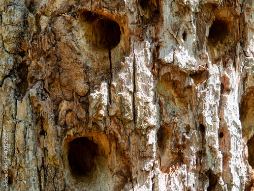 The texture of a dry and dead tree trunk eaten by wood beetles parasites. The bark of a tree with many empty hollows.