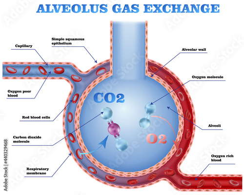 Alveolus and vessels gas exhange cheme, red blood cell in blood stream, medical vector illustration