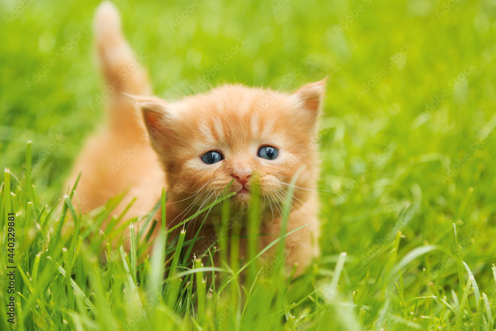 Beautiful red blue-eyed kitten posing in grass outdoors. Tiny cute kitten portrait.
