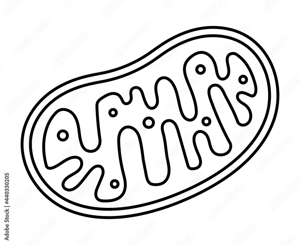 ミトコンドリア Stock Vector Adobe Stock ミトコンドリア Stock Vector Adobe Stock