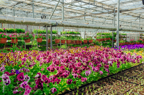 Blooming multi-colored pansies grown in modern greenhouse  selective focus