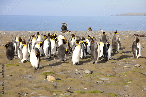 King penguin South Georgia Island